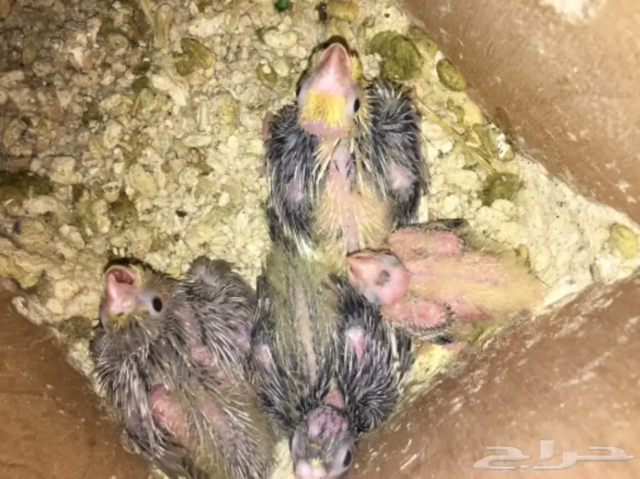 زوج كروان منتج  (image 5)