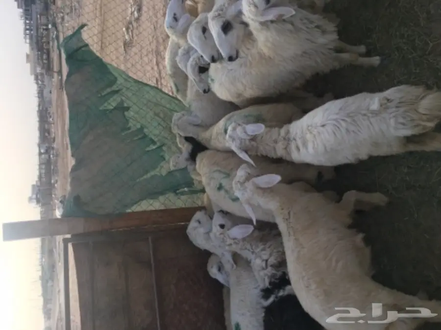 طليان حريه مع الذبح والتوصيل