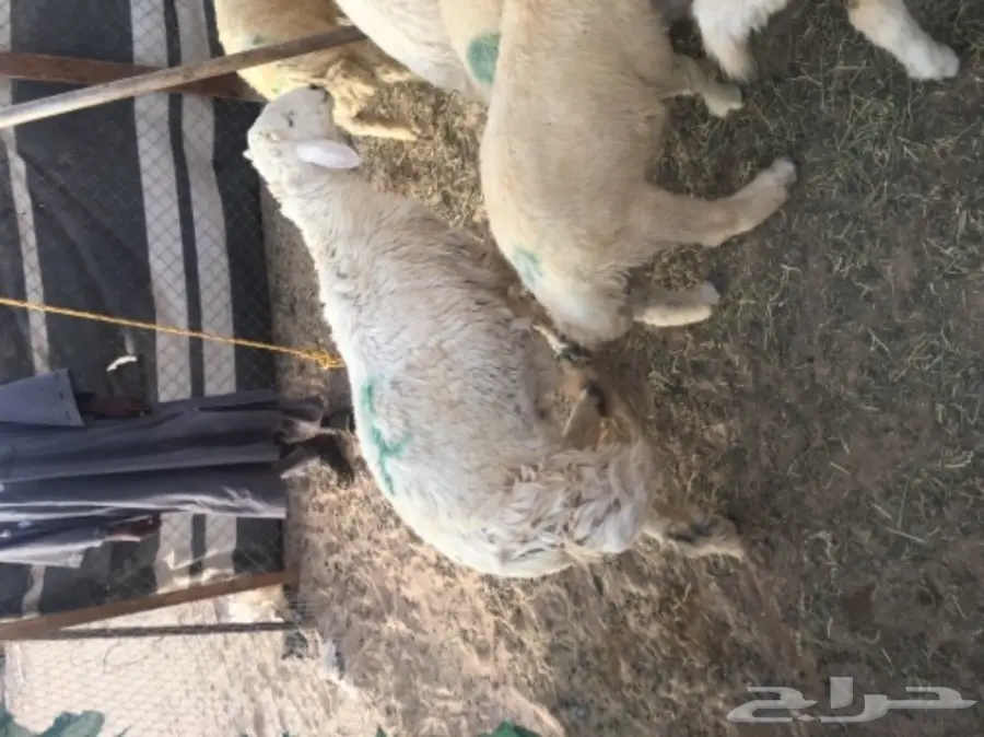 طليان حريه مع الذبح والتوصيل (image 2)