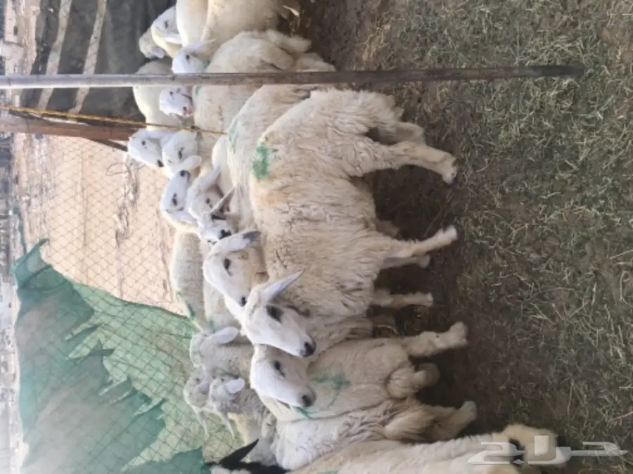 طليان حريه مع الذبح والتوصيل (image 3)