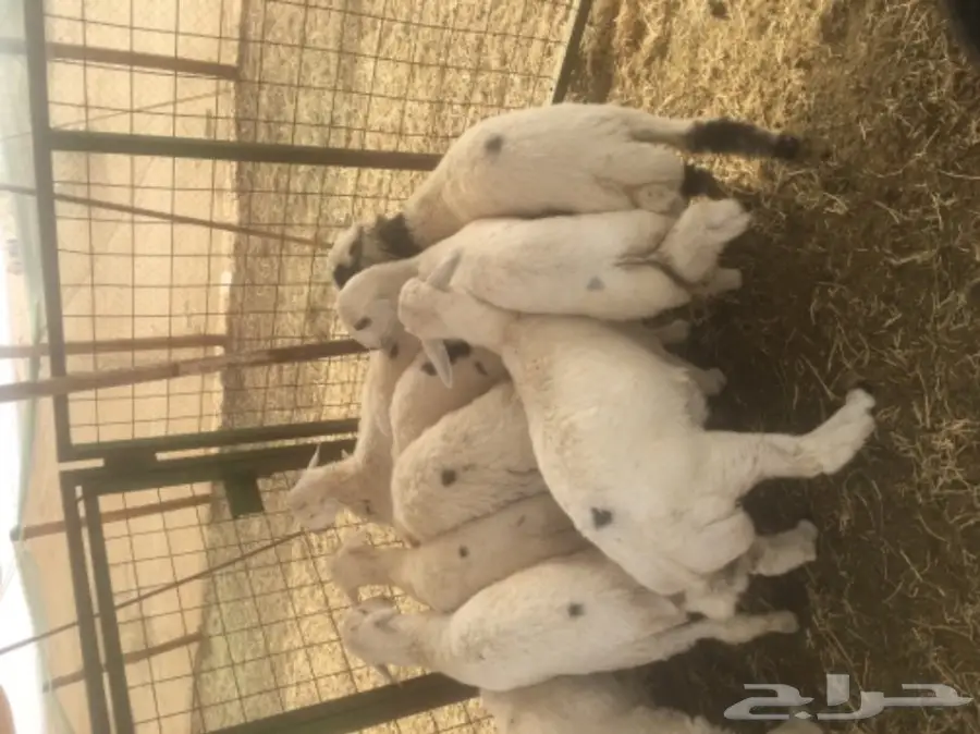 طليان حريه مع الذبح والتوصيل (image 8)