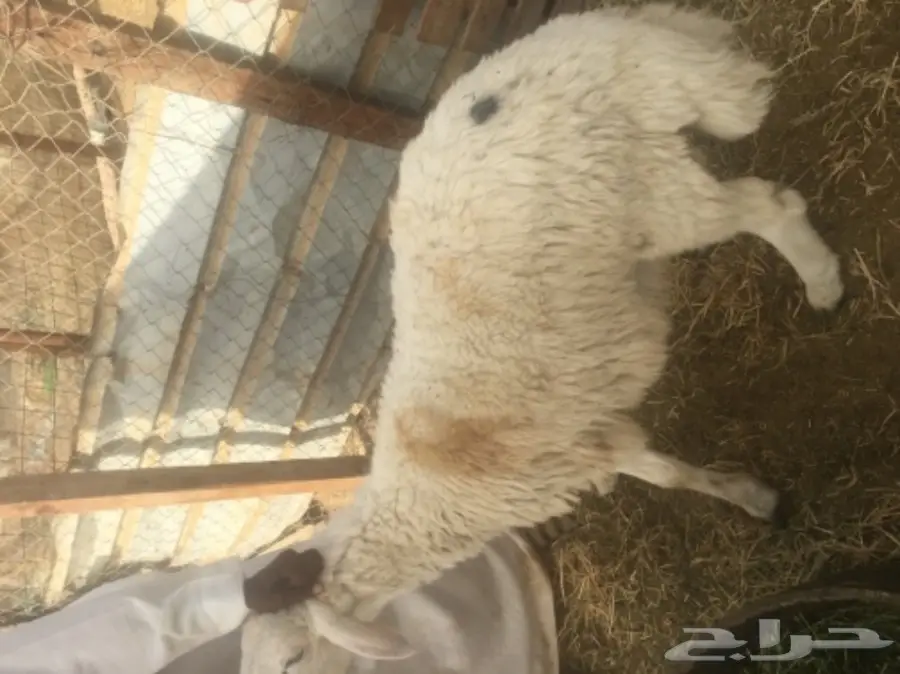 طليان حريه مع الذبح والتوصيل (image 9)