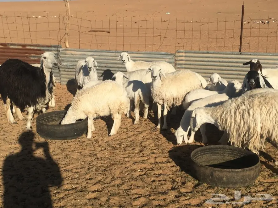 للبيع غنم  (image 1)