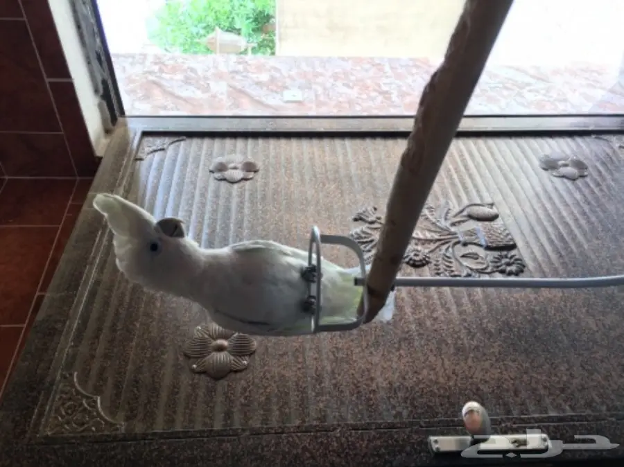 كوكاتو سلمون من النوادر للبدل 