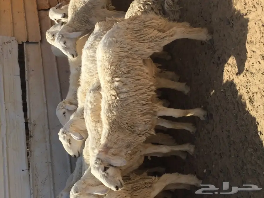 طليان حرية ذبايح للضيوف  (image 1)