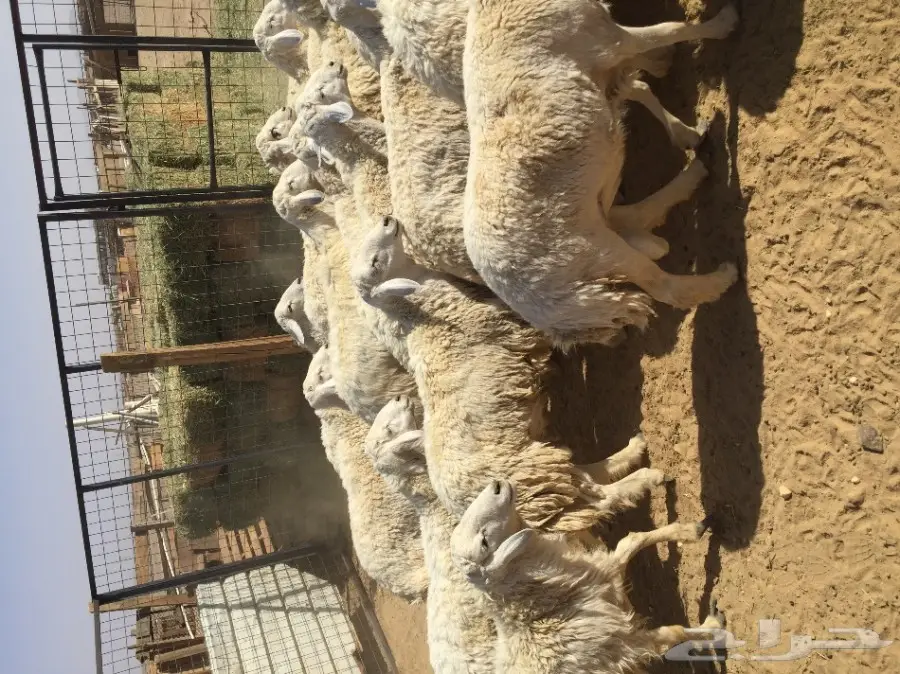 طليان حرية ذبايح للضيوف  (image 10)