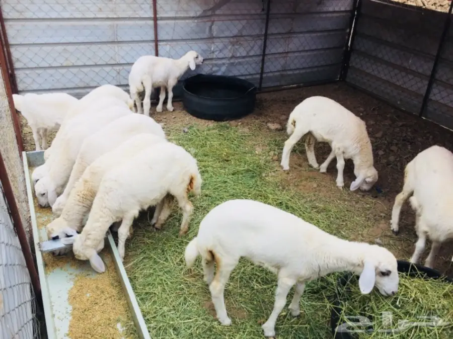 مواشي (image 3)