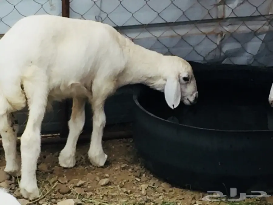 مواشي (image 4)