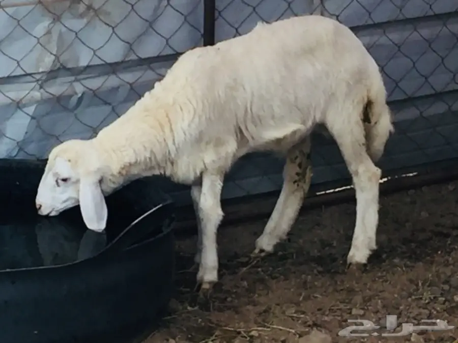 مواشي (image 5)