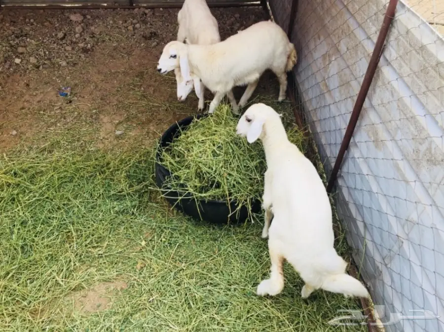 مواشي (image 7)