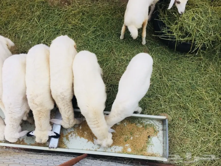 مواشي (image 8)