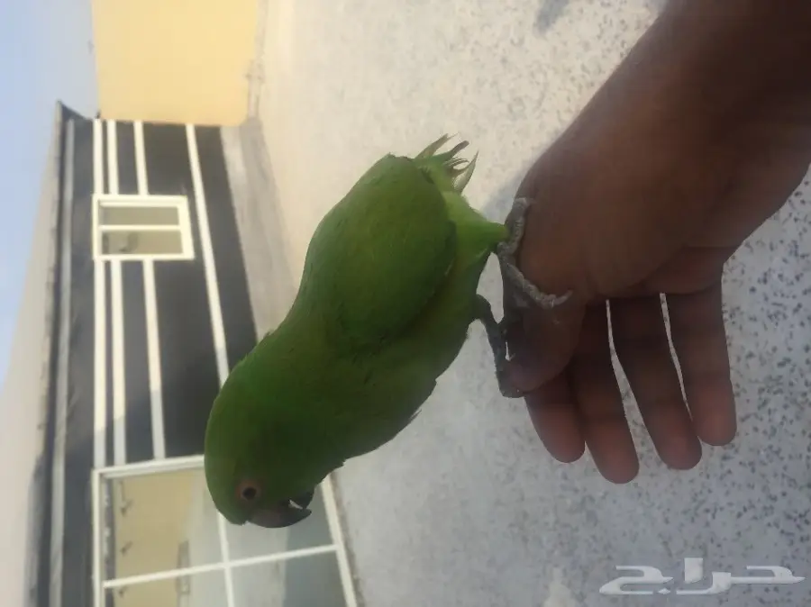 دره اليفه 250 ريال  (image 2)