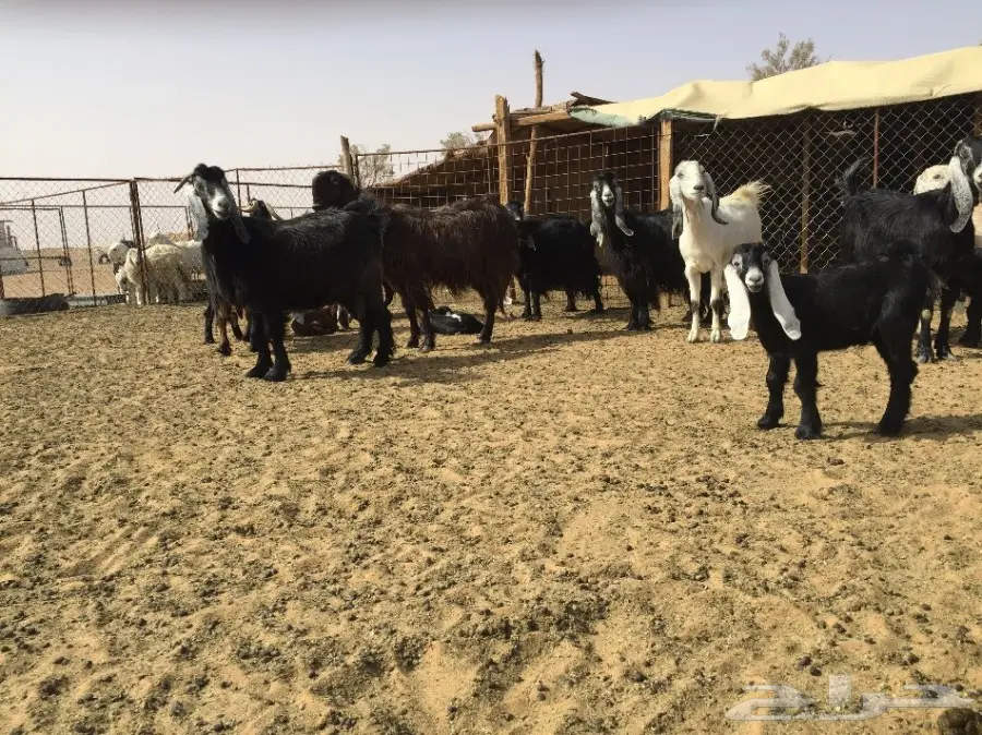 مراح معزاء للبيع  (image 2)