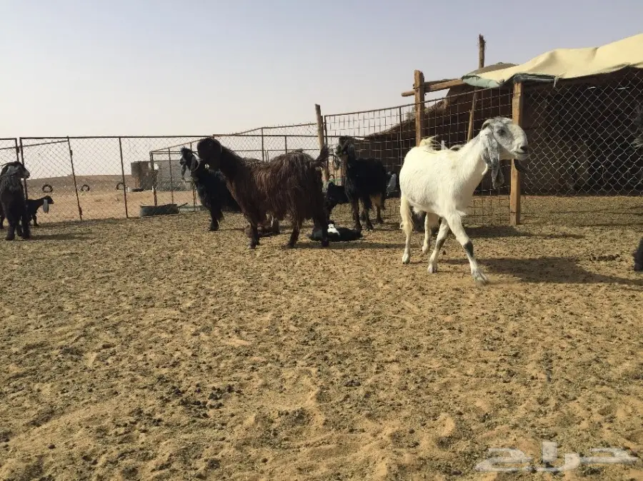 مراح معزاء للبيع  (image 4)