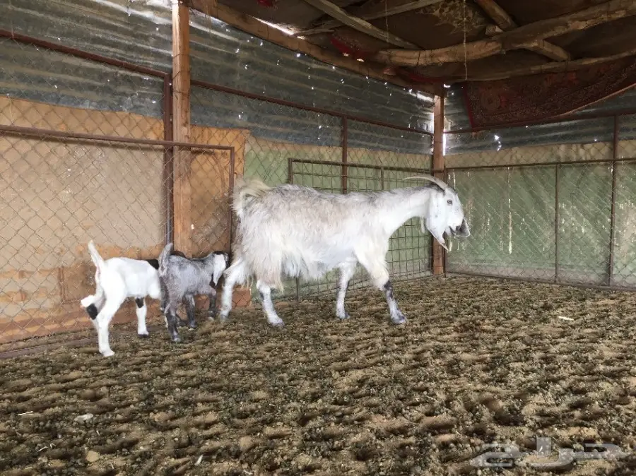 مراح معزاء للبيع  (image 5)