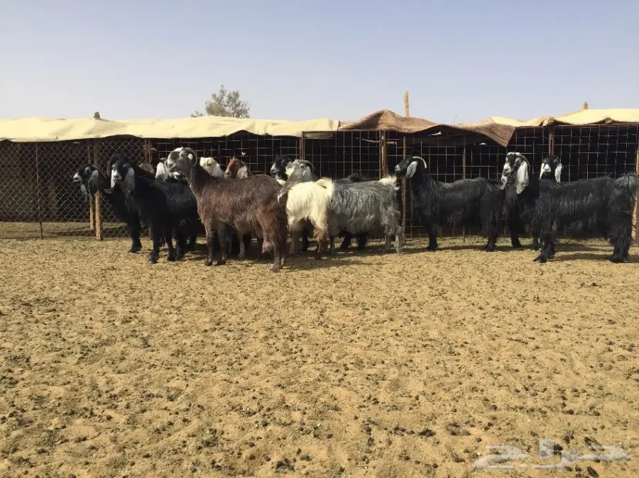 مراح معزاء للبيع  (image 6)