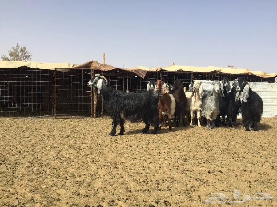 مراح معزاء للبيع  (image 8)