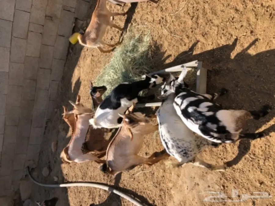 تيوس وعنقان 