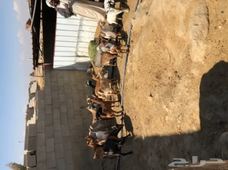 تيوس وعنقان  (image 2)