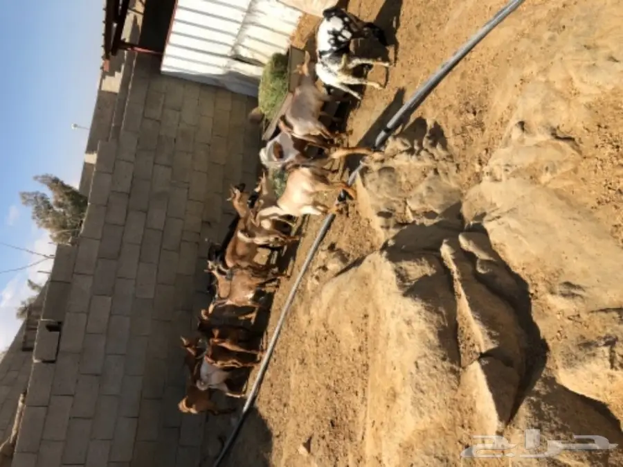 تيوس وعنقان  (image 3)