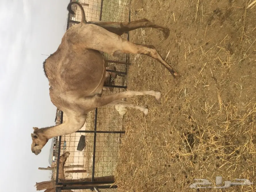 نياق عدد4 الحد من 2100  (image 1)