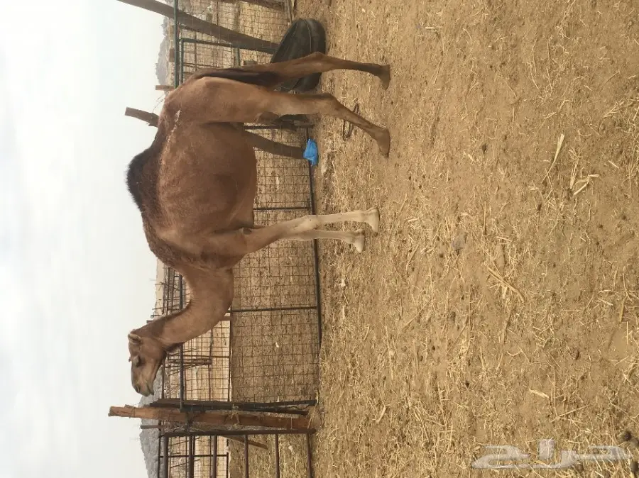 نياق عدد4 الحد من 2100  (image 3)