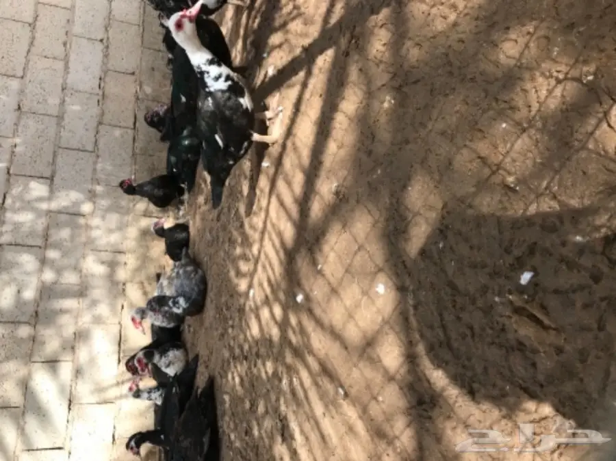 للبيع بط بح 