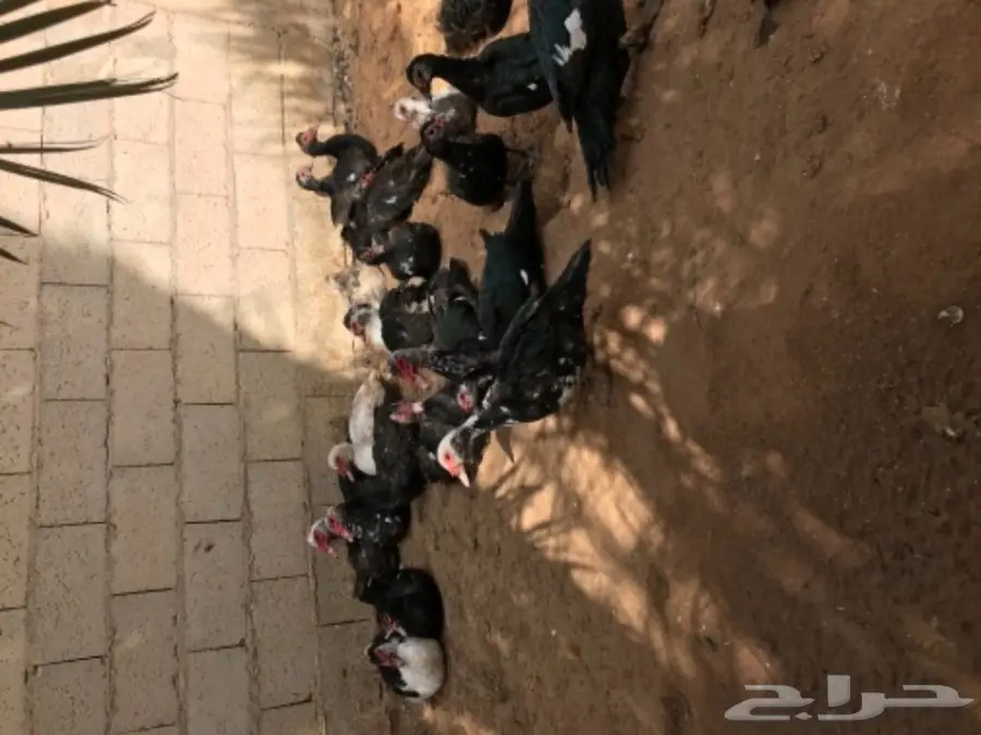 للبيع بط بح  (image 1)