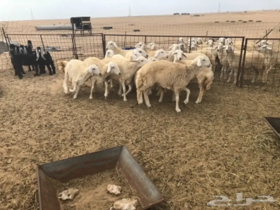 ذبايح للبيع جاهزه  (image 1)