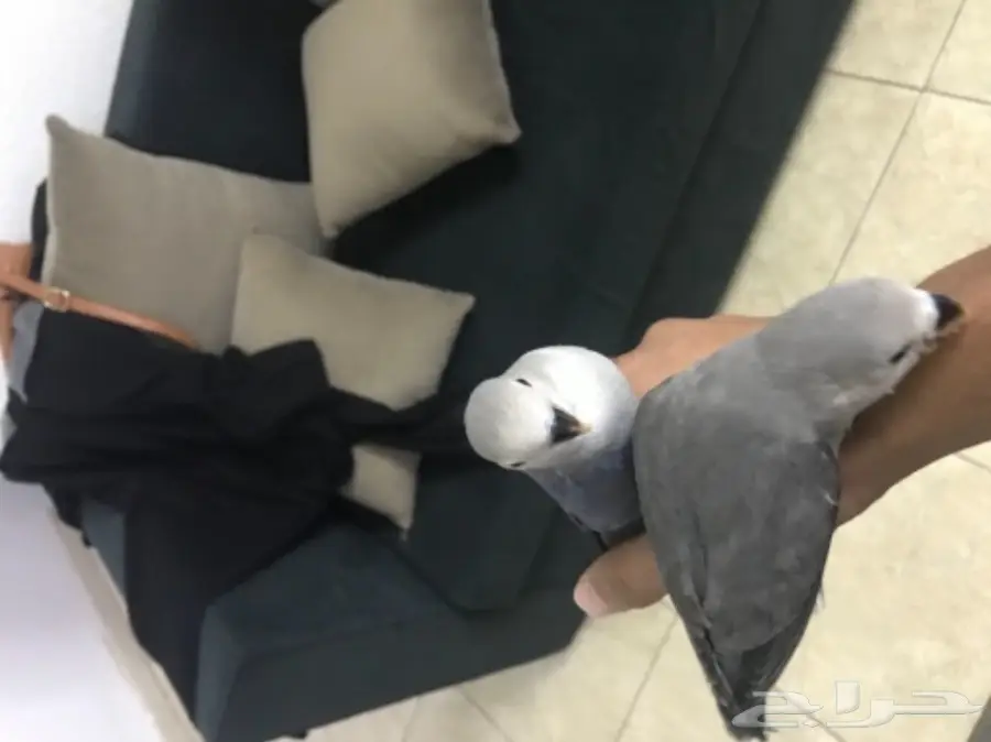 روز عدد 2 هدد نشبه ماشاء الله