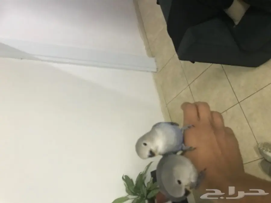 روز عدد 2 هدد نشبه ماشاء الله (image 1)