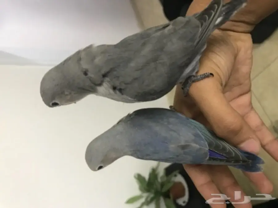 روز عدد 2 هدد نشبه ماشاء الله (image 2)