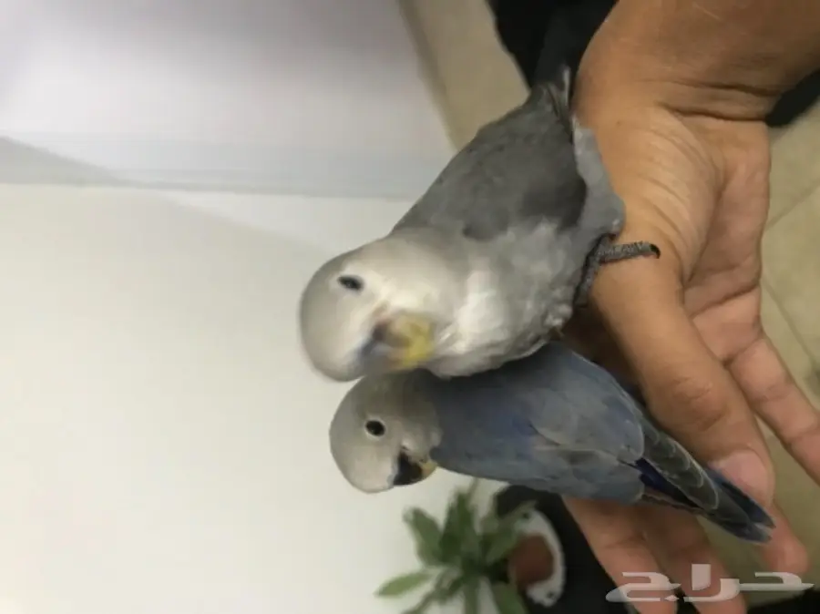 روز عدد 2 هدد نشبه ماشاء الله (image 3)