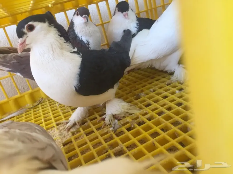 حمام شيرازي للبيع  (image 2)
