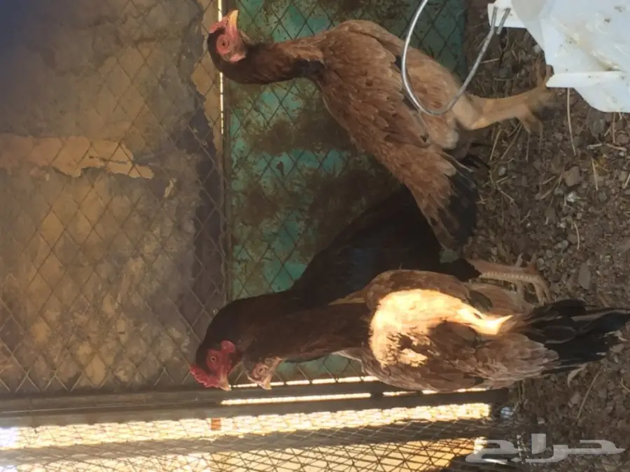 دجاج باكستاني طقم 