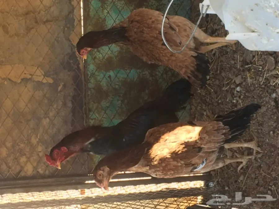 دجاج باكستاني طقم  (image 1)