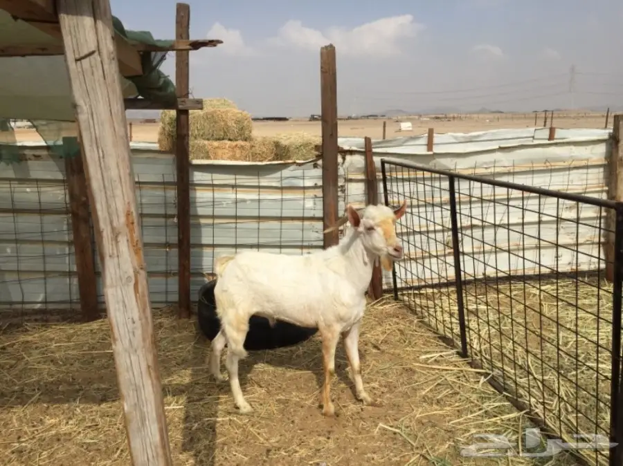 تيس جنوبي للبيع 