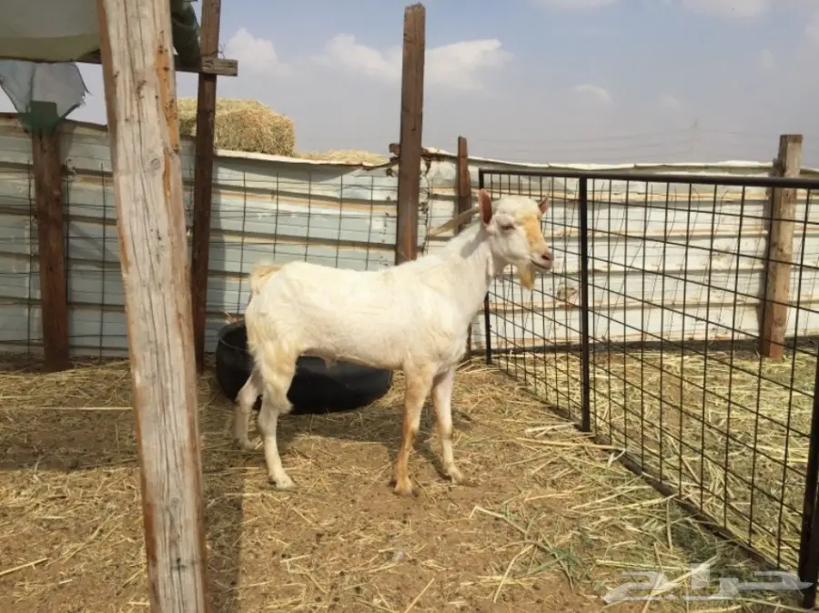 تيس جنوبي للبيع  (image 1)