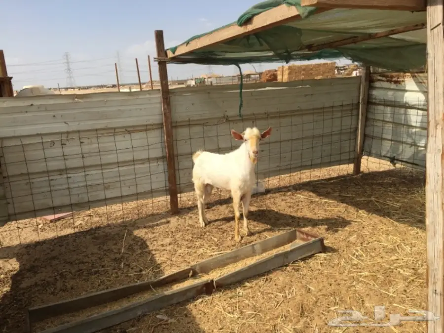 تيس جنوبي للبيع  (image 2)