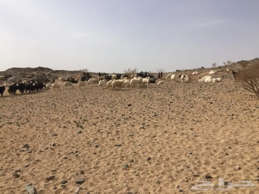 ضان ومعزا للبيع مهد الذهب 