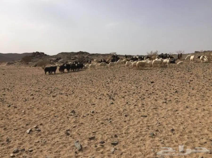 ضان ومعزا للبيع مهد الذهب  (image 1)