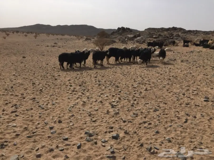 ضان ومعزا للبيع مهد الذهب  (image 2)