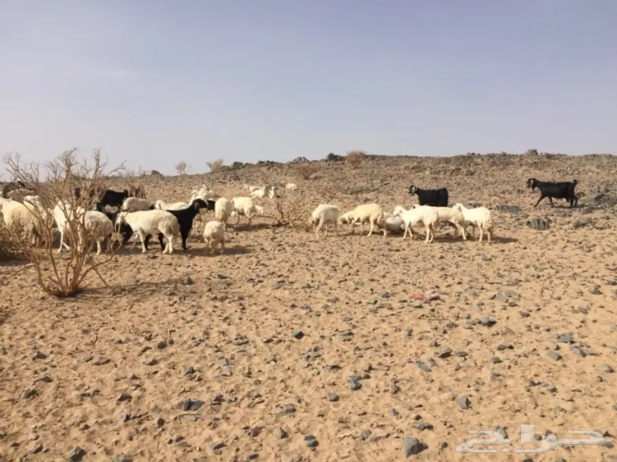 ضان ومعزا للبيع مهد الذهب  (image 3)