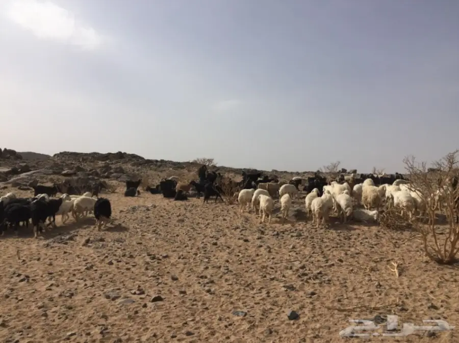 ضان ومعزا للبيع مهد الذهب  (image 4)