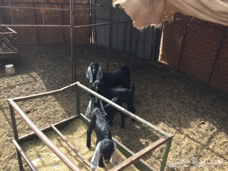 ضان ومعزا للبيع مهد الذهب  (image 5)