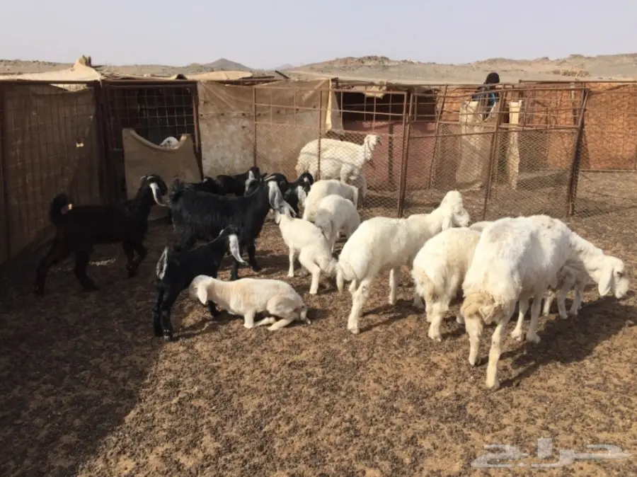 ضان ومعزا للبيع مهد الذهب  (image 6)