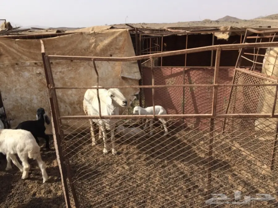 ضان ومعزا للبيع مهد الذهب  (image 7)