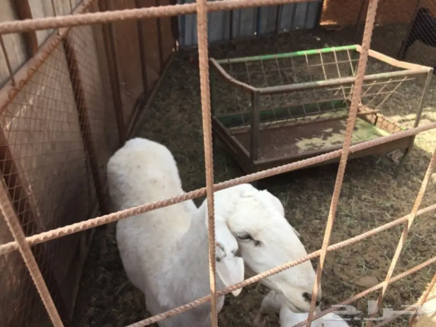 ضان ومعزا للبيع مهد الذهب  (image 8)