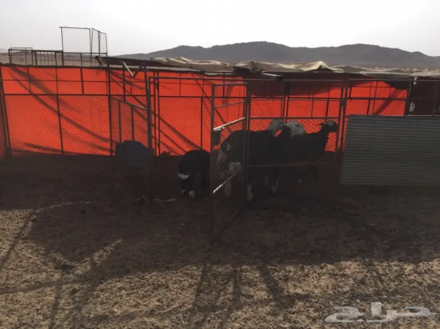 ضان ومعزا للبيع مهد الذهب  (image 9)