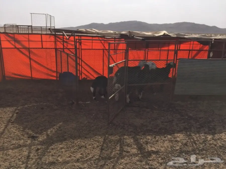 ضان ومعزا للبيع مهد الذهب  (image 10)